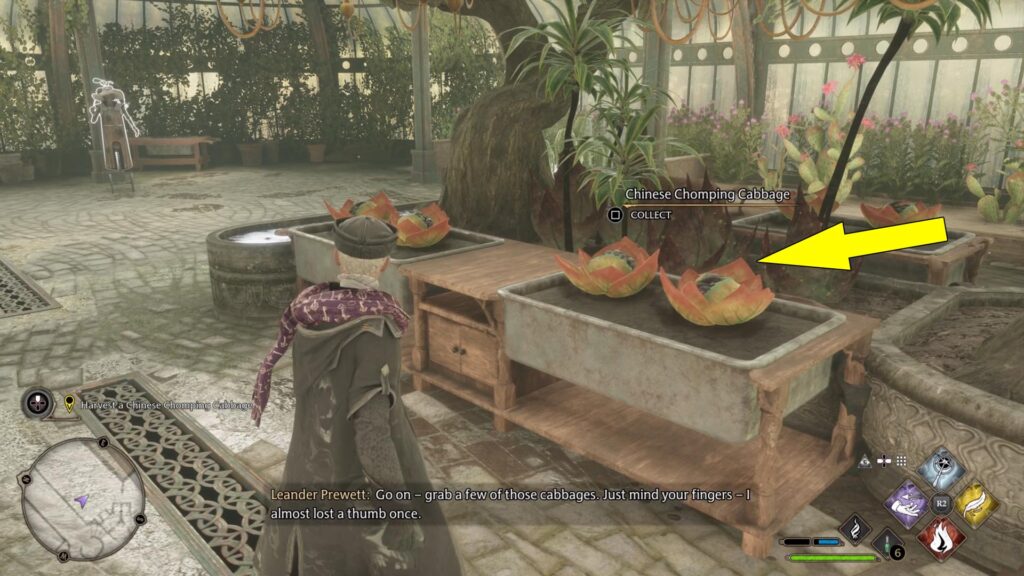 Hogwarts Legacy Herbology Class Chinese Chomping Cabbages